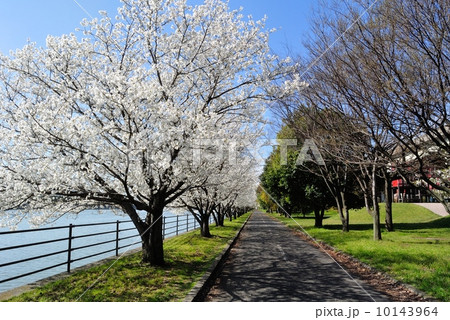 浜寺公園の桜 10143964