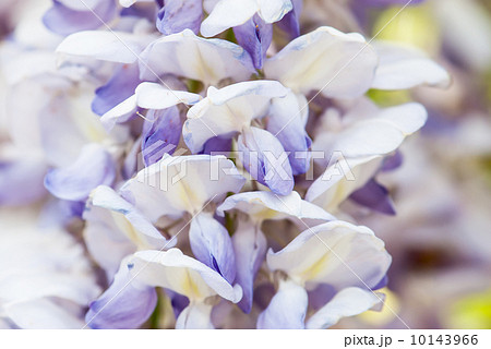 Japanese Wisteria (Wisteria floribunda) 10143966