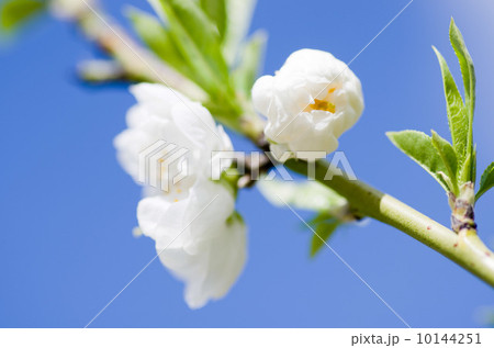 桃の開花宣言2 桃の開花宣言2 10144251