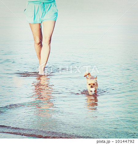 Woman legs and chihuahua dog in sea water. 10144792