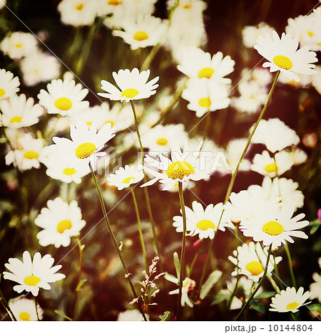 Green flowering meadow with white daisies. 10144804