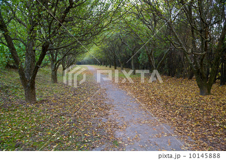 Autumn park 10145888