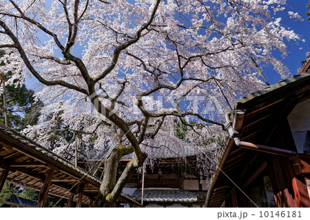 十輪寺の業平桜 10146181