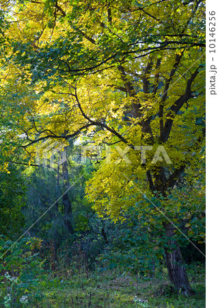 Autumn park 10146256