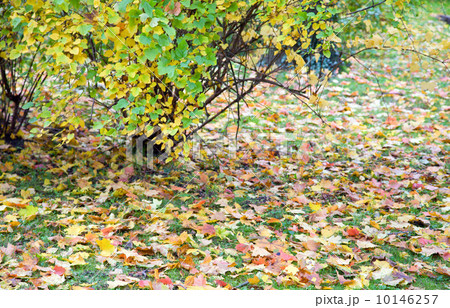 Autumn park 10146257