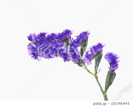 スターチスの花 スターチスの花 10146445