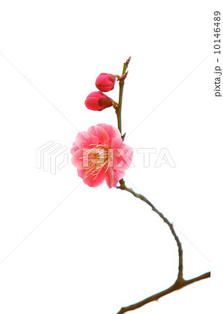 八重咲きの紅梅 10146489