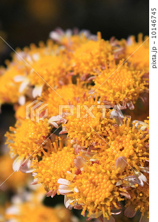ハナイソギクの花 ハナイソギクの花 10146745