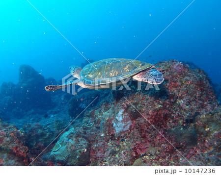 泳ぐウミガメ 泳ぐウミガメ 10147236