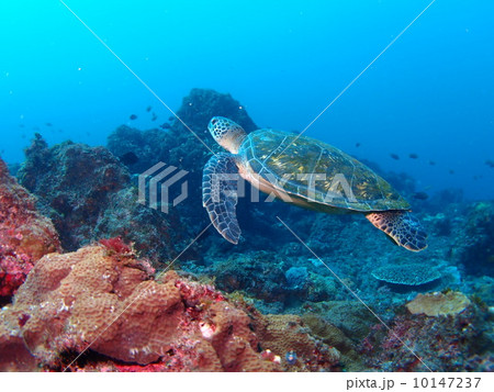泳ぐウミガメ 泳ぐウミガメ 10147237