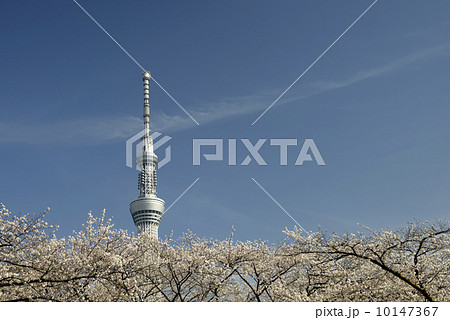 隅田公園の桜と東京スカイツリー 10147367
