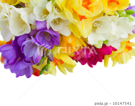 boder of freesias flowers boder of freesias flowers 10147541