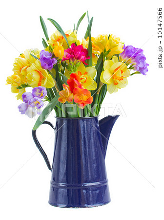 freesia and daffodil  flowers in blue pot 10147566