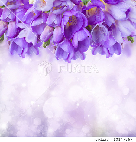 blue freesias flowers  border 10147567
