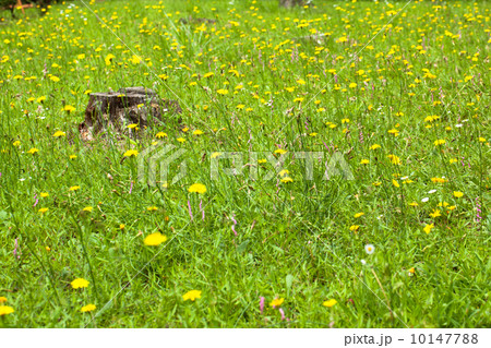 草原と切り株 草原と切り株 10147788