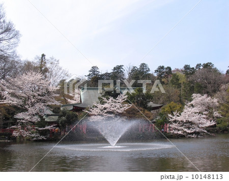 東京都 井の頭公園 井の頭弁財天 満開の桜 東京都 井の頭公園 井の頭弁財天 満開の桜 10148113