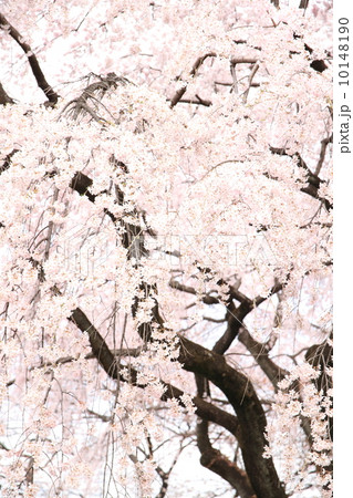 3月埼玉 川越中院の枝垂れ桜 3月埼玉 川越中院の枝垂れ桜 10148190