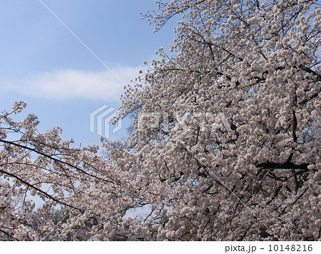 東京都　井の頭公園　井の頭池　満開の桜 10148216