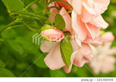 White rose White rose 10148449