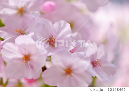 祐道桜 10148462