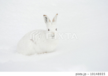 エゾユキウサギ 10148935
