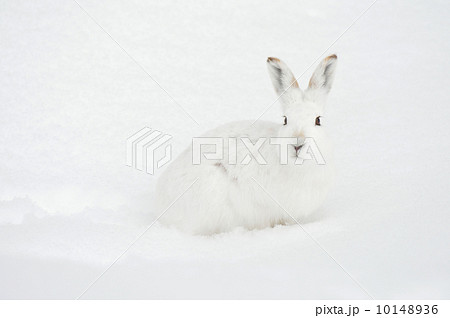 エゾユキウサギ エゾユキウサギ 10148936