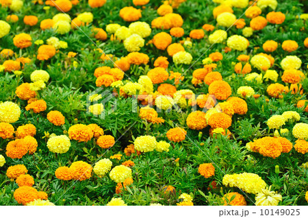 Calendula flowers field Calendula flowers field 10149025