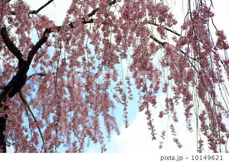 般若寺の枝垂れ桜 10149621