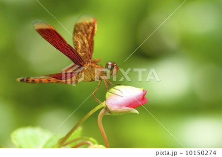 dragonfly dragonfly 10150274