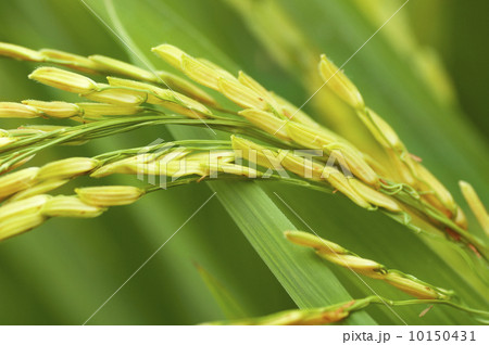Paddy rice Paddy rice 10150431