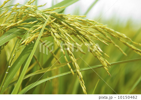 Paddy rice. 10150462