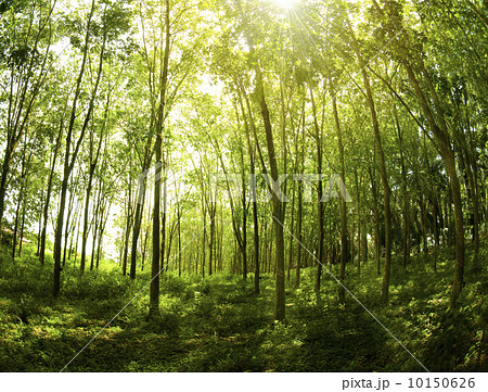 Rubber Plantation. 10150626