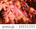 紅葉 10151155