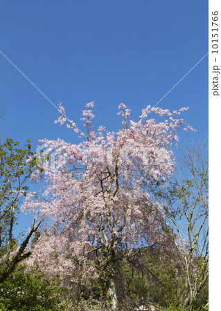 しだれ桜と新緑 しだれ桜と新緑 10151766