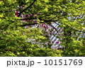 新緑のもみじ 10151769