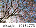 しだれ桜と木漏れ日 10151773