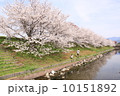 桜 10151892