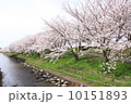 桜 10151893