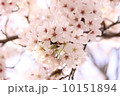 桜 10151894