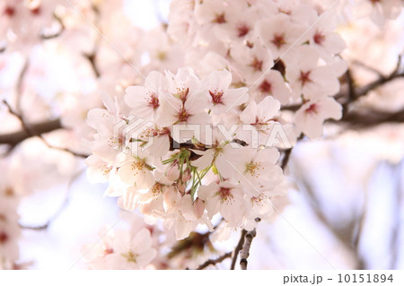 桜 桜 10151894