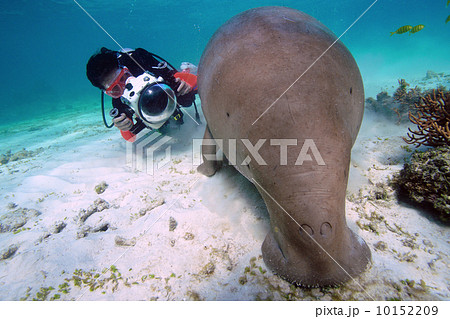 ダイバーとジュゴン ダイバーとジュゴン 10152209