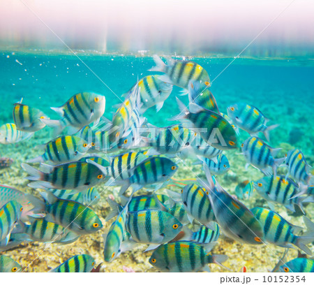 Coral fish 10152354