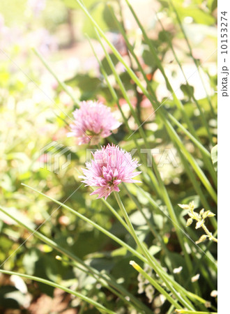 Flowers of clover 10153274