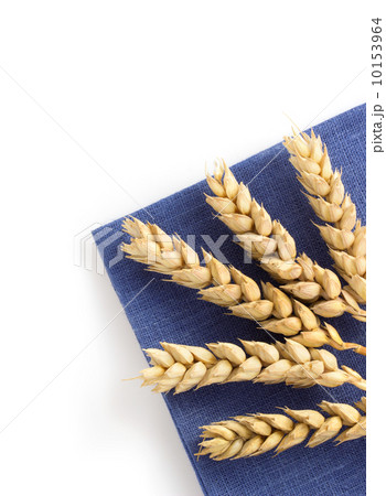 ears of wheat on white ears of wheat on white 10153964