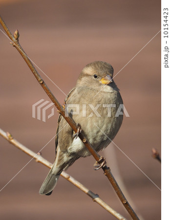 Sparrow on branch 10154423