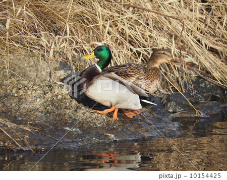 duck on the lake duck on the lake 10154425