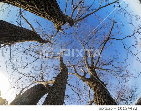 crown trees 10154432
