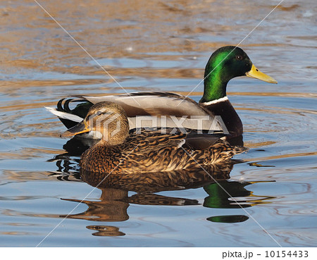 duck on the lake 10154433