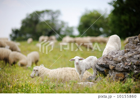 Herd on sheep in Italy 10155860