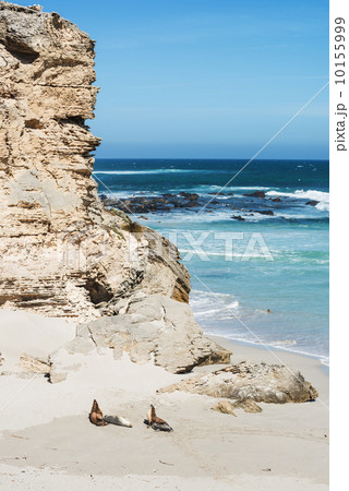 sea lions 10155999